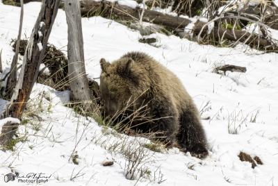 Snow and Cubs YNP May 2025